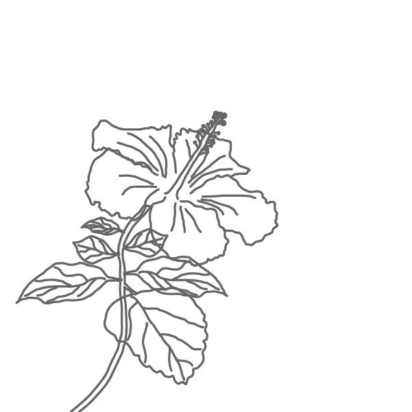 Dessin d'hibiscus